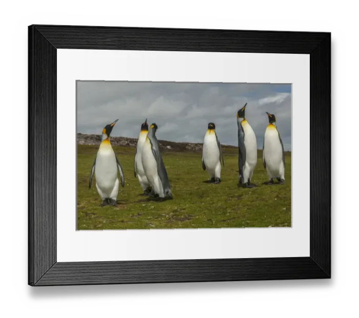 Framed Print : Falkland Islands, East Falkland, Volunteer Point. Members of king penguin colony Framed Print : Falkland Islands, East Falkland, Volunteer Point. Members of king penguin colony
