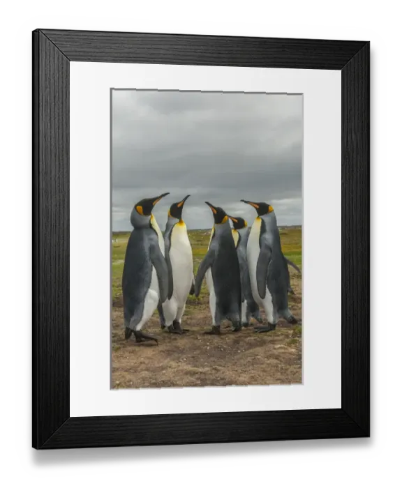 Framed Print : Falkland Islands, East Falkland, Volunteer Point. King penguins in dominance display Framed Print : Falkland Islands, East Falkland, Volunteer Point. King penguins in dominance display