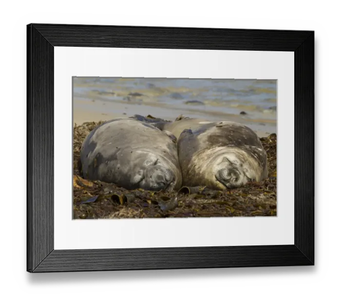 Framed Print : Falkland Islands, Carcass Island. Southern elephant seals, sleeping
