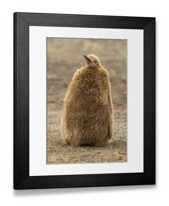 Framed Print : Falkland Islands, East Falkland, Saunders Island. King penguin chick or oakum boy Framed Print : Falkland Islands, East Falkland, Saunders Island. King penguin chick or oakum boy