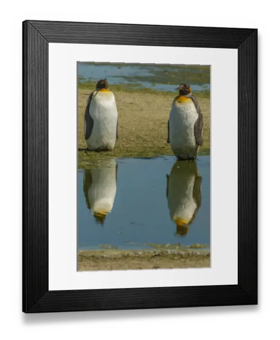 Framed Print : Falkland Islands, East Falkland, Volunteer Point. King penguins reflecting in water Framed Print : Falkland Islands, East Falkland, Volunteer Point. King penguins reflecting in water