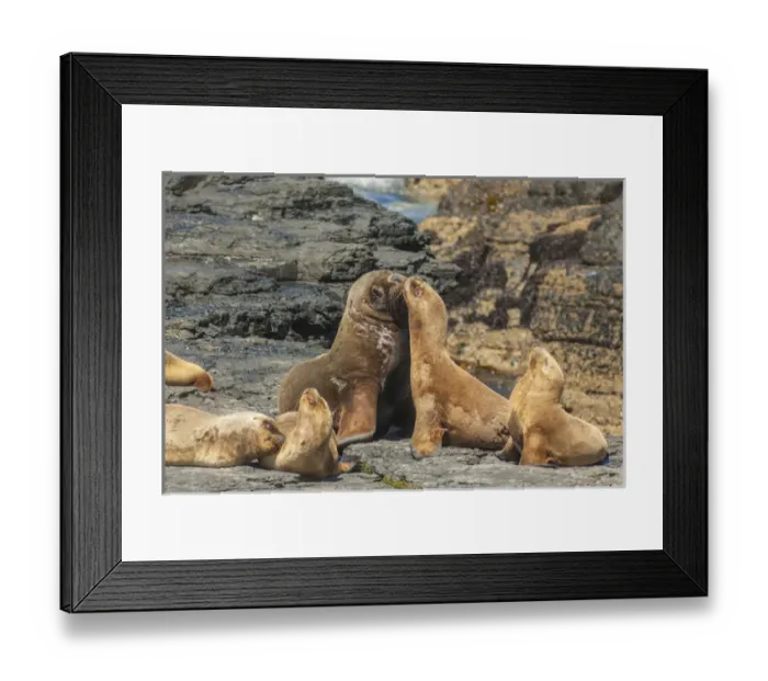 Framed Print : Falkland Islands, Bleaker Island. Southern sea lions near water Framed Print : Falkland Islands, Bleaker Island. Southern sea lions near water