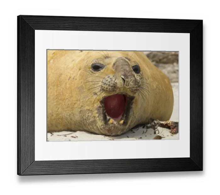 Framed Print : Falkland Islands, Sea Lion Island. Close-up of southern elephant seal. Credit as