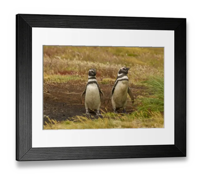Framed Print : Falkland Islands, Sea Lion Island. Magellanic penguins Framed Print : Falkland Islands, Sea Lion Island. Magellanic penguins