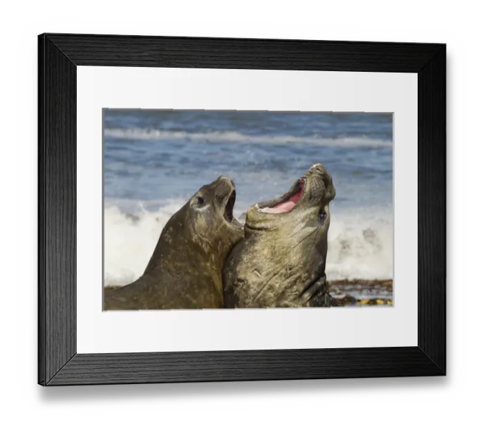 Framed Print : Falkland Islands, Sea Lion Island. Southern elephant seals fighting Framed Print : Falkland Islands, Sea Lion Island. Southern elephant seals fighting