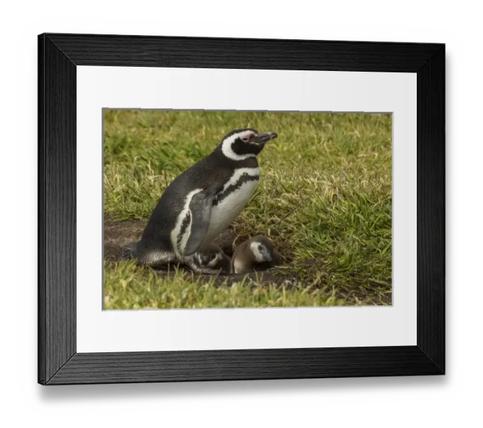 Framed Print : Falkland Islands, Sea Lion Island. Magellanic penguin parent and chicks at burrow Framed Print : Falkland Islands, Sea Lion Island. Magellanic penguin parent and chicks at burrow