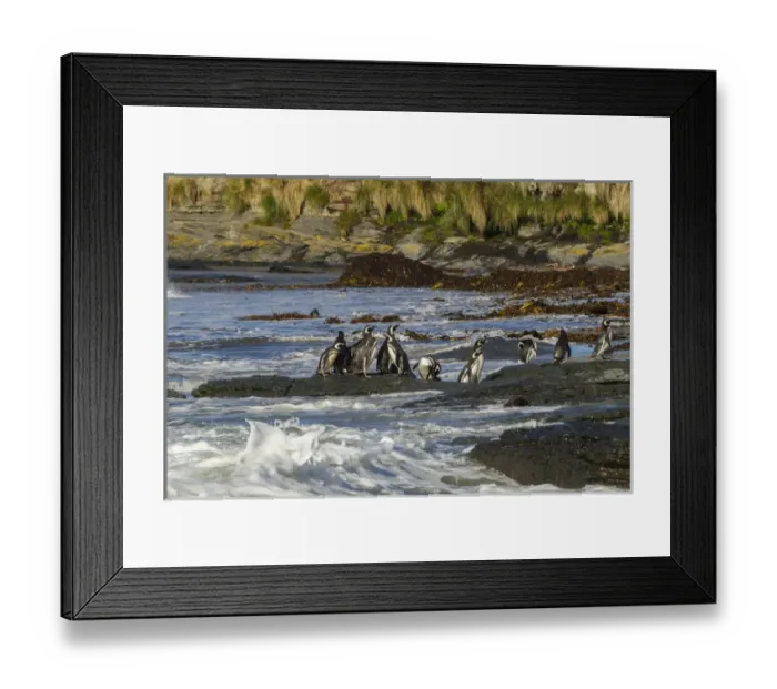 Framed Print : Falkland Islands, Sea Lion Island. Magellanic penguins and surf Framed Print : Falkland Islands, Sea Lion Island. Magellanic penguins and surf