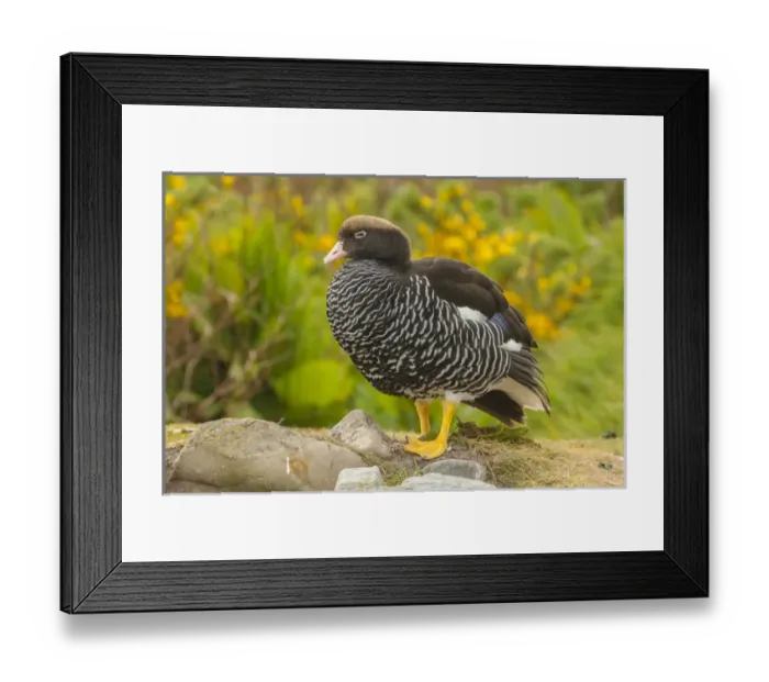 Framed Print : Falkland Islands, Carcass Island. Close-up of kelp goose Framed Print : Falkland Islands, Carcass Island. Close-up of kelp goose