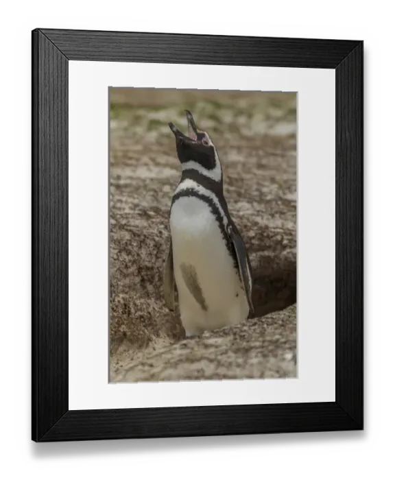 Framed Print : Falkland Islands, East Falkland, Volunteer Point. Magellanic penguin braying at burrow Framed Print : Falkland Islands, East Falkland, Volunteer Point. Magellanic penguin braying at burrow