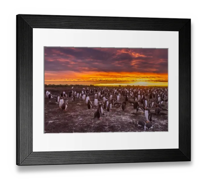 Framed Print : Falkland Islands, Sea Lion Island. Gentoo penguins colony at sunset Framed Print : Falkland Islands, Sea Lion Island. Gentoo penguins colony at sunset