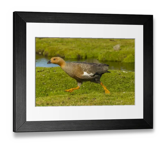 Framed Print : Falkland Islands, Bleaker Island. Female upland goose running Framed Print : Falkland Islands, Bleaker Island. Female upland goose running