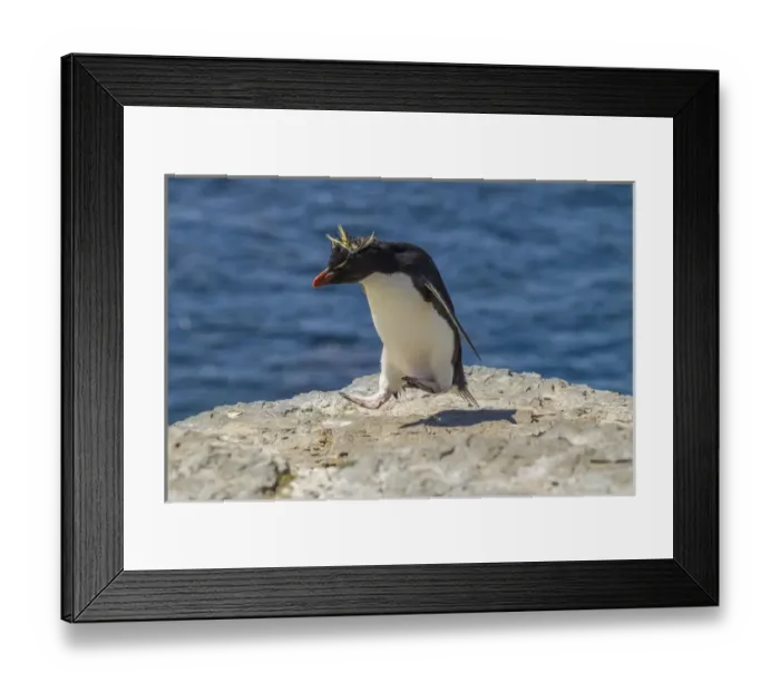 Framed Print : Falkland Islands, Bleaker Island. Rockhopper penguin living up to his name. Credit as