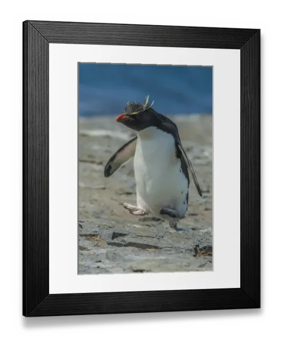 Framed Print : Falkland Islands, Bleaker Island. Rockhopper penguin hopping Framed Print : Falkland Islands, Bleaker Island. Rockhopper penguin hopping