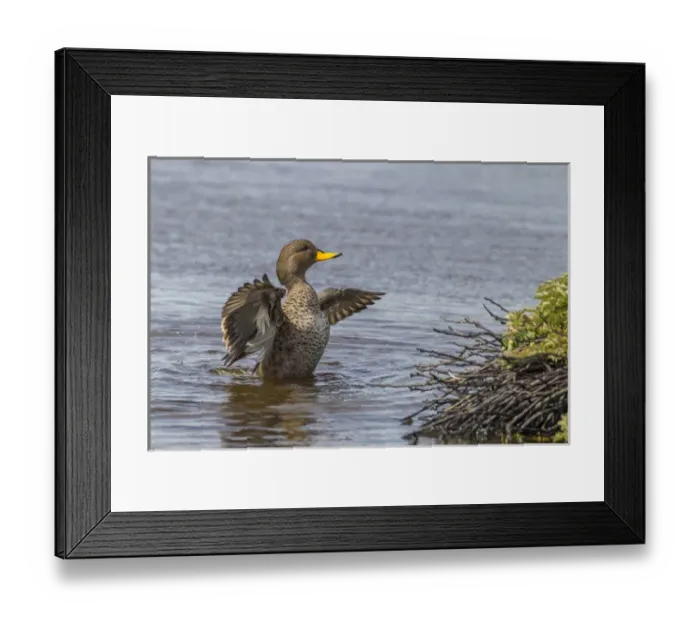 Framed Print : Falkland Islands, Sea Lion Island. Speckled teal duck in water Framed Print : Falkland Islands, Sea Lion Island. Speckled teal duck in water