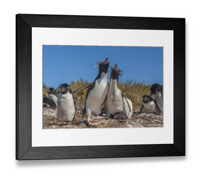 Framed Print : Falkland Islands, Bleaker Island. Rockhopper penguins sing duet Framed Print : Falkland Islands, Bleaker Island. Rockhopper penguins sing duet