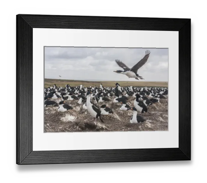 Framed Print : Falkland Islands, Bleaker Island. Imperial shag nesting colony