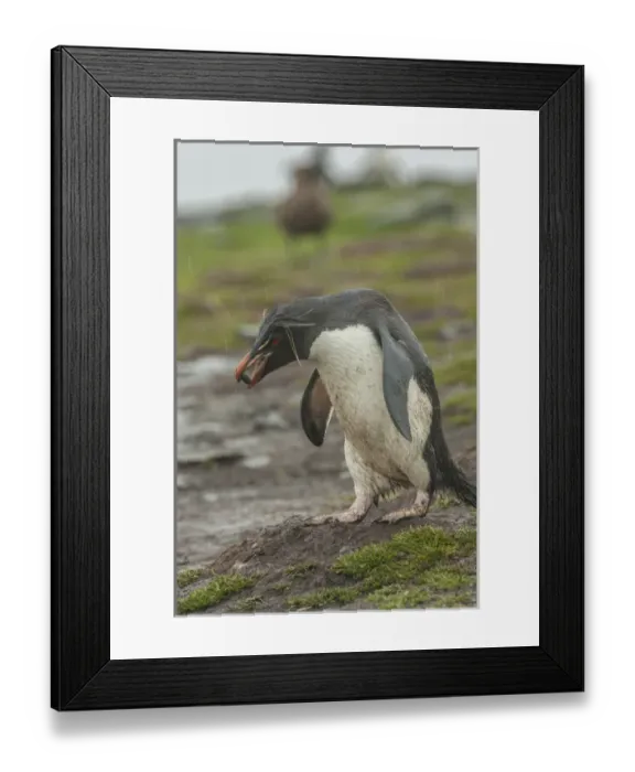 Framed Print : Falkland Islands, Bleaker Island. Rockhopper penguin carrying pebble in rain. Credit as