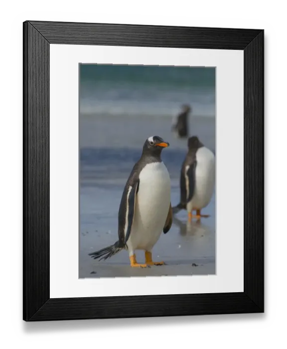 Framed Print : Falkland Islands. Saunders Island. Gentoo penguin (Pygoscelis papua) walking on the beach