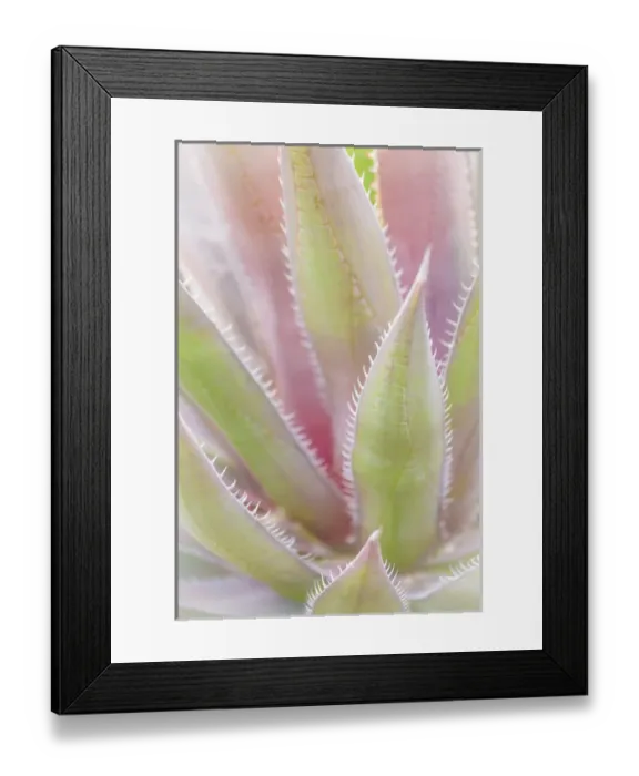 Framed Print : Mexico, San Miguel de Allende. Yucca plant close-up Framed Print : Mexico, San Miguel de Allende. Yucca plant close-up