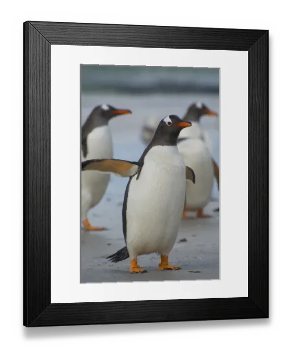 Framed Print : Falkland Islands. Saunders Island. Gentoo penguin (Pygoscelis papua) walking on the beach Framed Print : Falkland Islands. Saunders Island. Gentoo penguin (Pygoscelis papua) walking on the beach