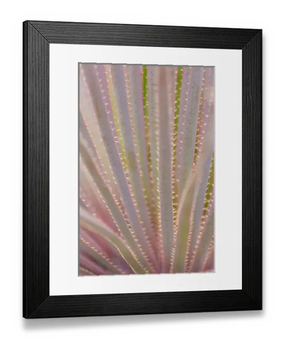 Framed Print : Mexico, San Miguel de Allende. Yucca plant close-up Framed Print : Mexico, San Miguel de Allende. Yucca plant close-up