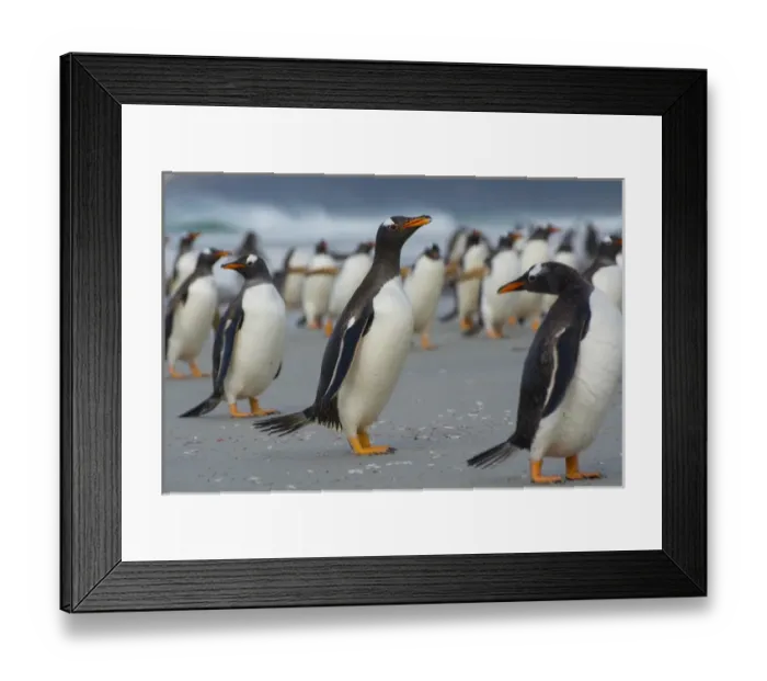 Framed Print : Falkland Islands. Saunders Island. Gentoo penguin (Pygoscelis papua) walking on the beach Framed Print : Falkland Islands. Saunders Island. Gentoo penguin (Pygoscelis papua) walking on the beach