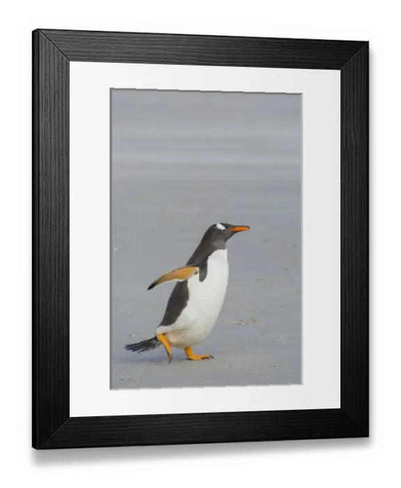 Framed Print : Falkland Islands. Saunders Island. Gentoo penguin (Pygoscelis papua) walking on the beach