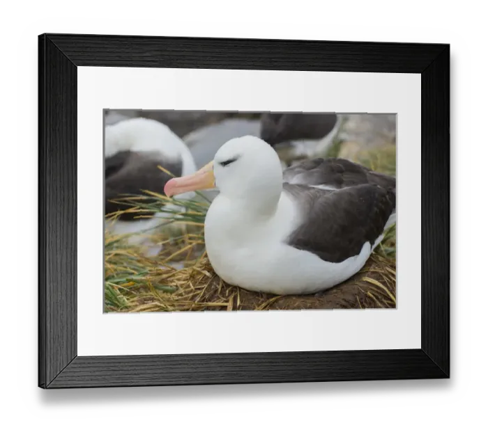 Framed Print : Falkland Islands. West Point Island. Black-browed albatross (Thalassarche melanophrys) Framed Print : Falkland Islands. West Point Island. Black-browed albatross (Thalassarche melanophrys)