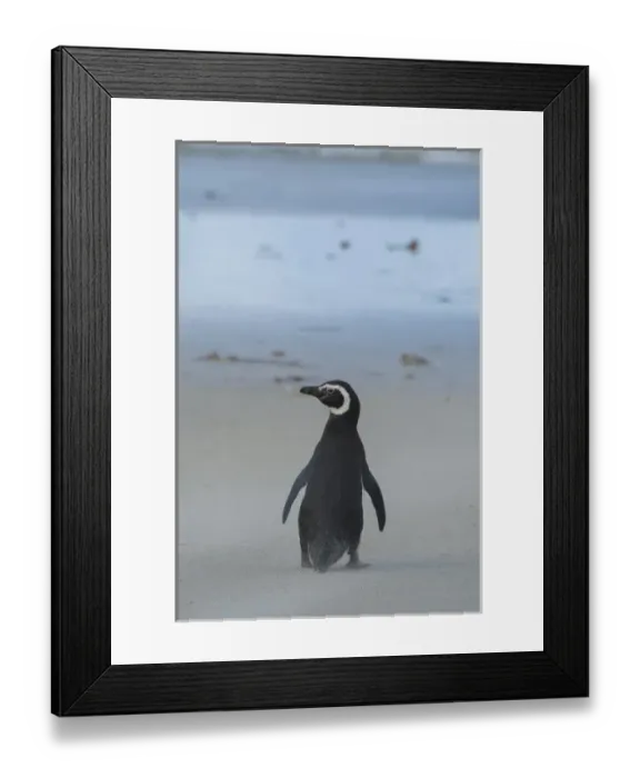 Framed Print : Falkland Islands. Saunders Island. Magellanic penguin (Spheniscus magellanicus)