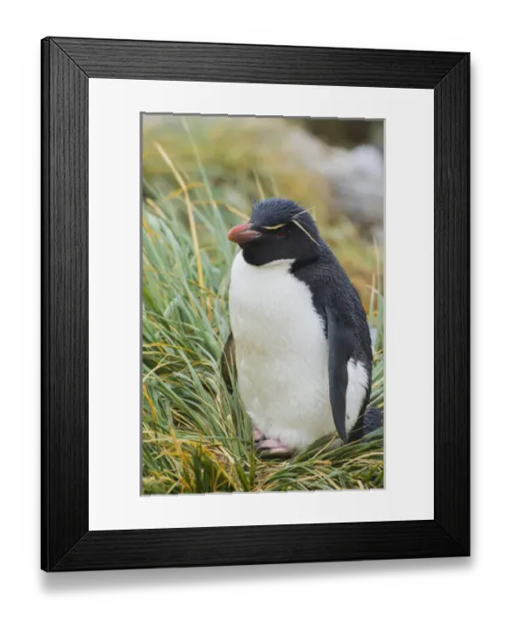 Framed Print : Falkland Islands. West Point Island. Southern rockhopper penguin (Eudyptes chrysocome) Framed Print : Falkland Islands. West Point Island. Southern rockhopper penguin (Eudyptes chrysocome)