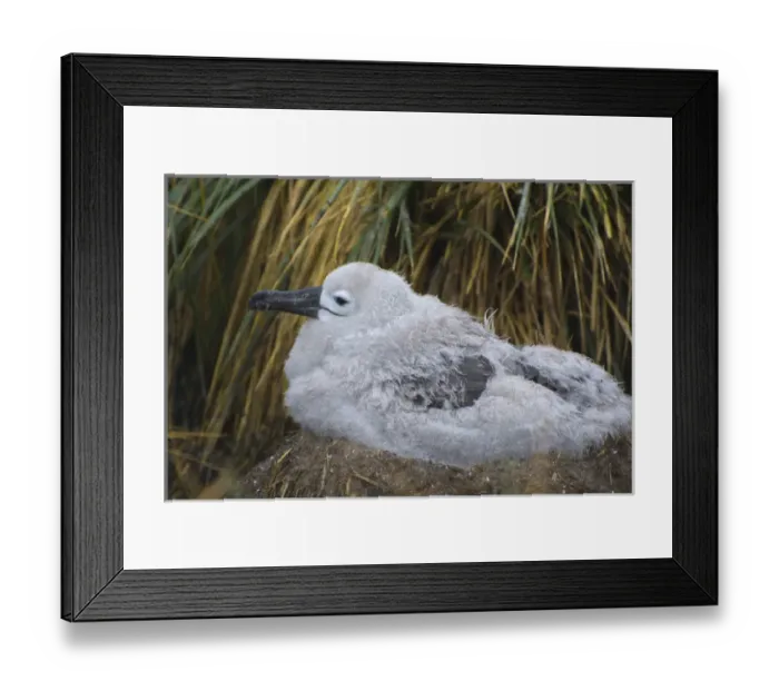 Framed Print : Falkland Islands. West Point Island. Black-browed albatross (Thalassarche melanophrys) Framed Print : Falkland Islands. West Point Island. Black-browed albatross (Thalassarche melanophrys)