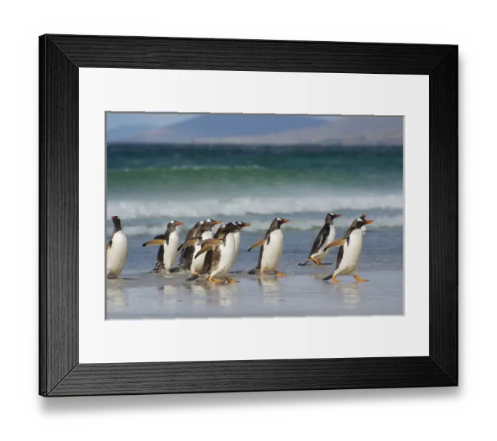 Framed Print : Falkland Islands. Saunders Island. Gentoo penguins (Pygoscelis papua) coming out Framed Print : Falkland Islands. Saunders Island. Gentoo penguins (Pygoscelis papua) coming out
