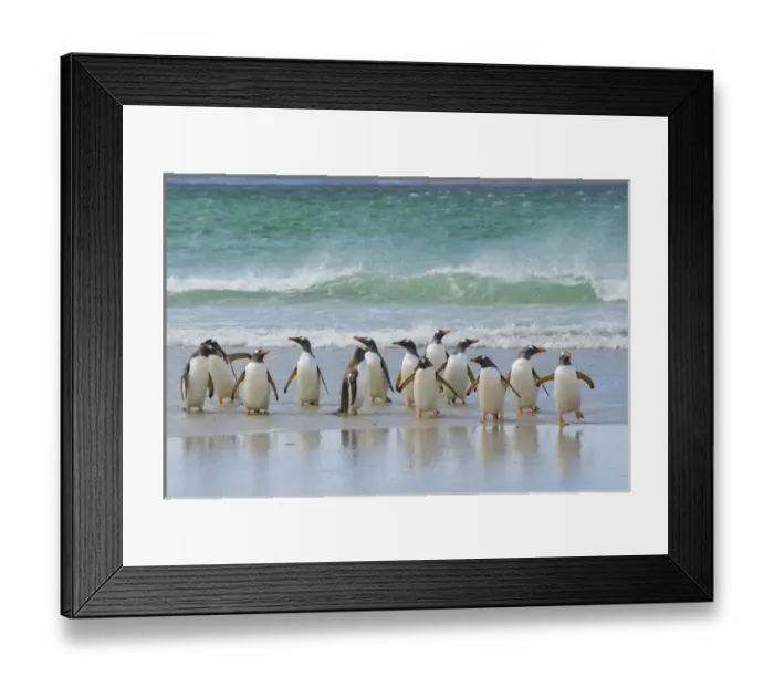 Framed Print : Falkland Islands. Saunders Island. Gentoo penguins (Pygoscelis papua) coming out Framed Print : Falkland Islands. Saunders Island. Gentoo penguins (Pygoscelis papua) coming out