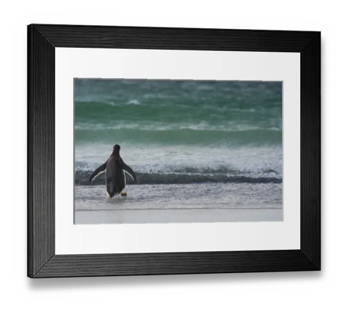 Framed Print : Falkland Islands. Saunders Island. Gentoo penguin (Pygoscelis papua) walking into Framed Print : Falkland Islands. Saunders Island. Gentoo penguin (Pygoscelis papua) walking into