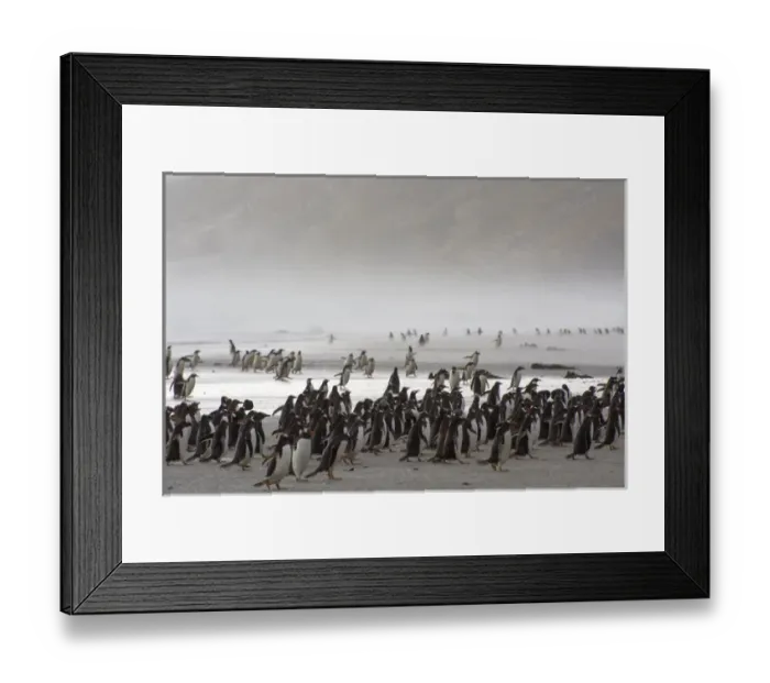 Framed Print : Falkland Islands. Saunders Island. Gentoo penguins (Pygoscelis papua) fight against Framed Print : Falkland Islands. Saunders Island. Gentoo penguins (Pygoscelis papua) fight against