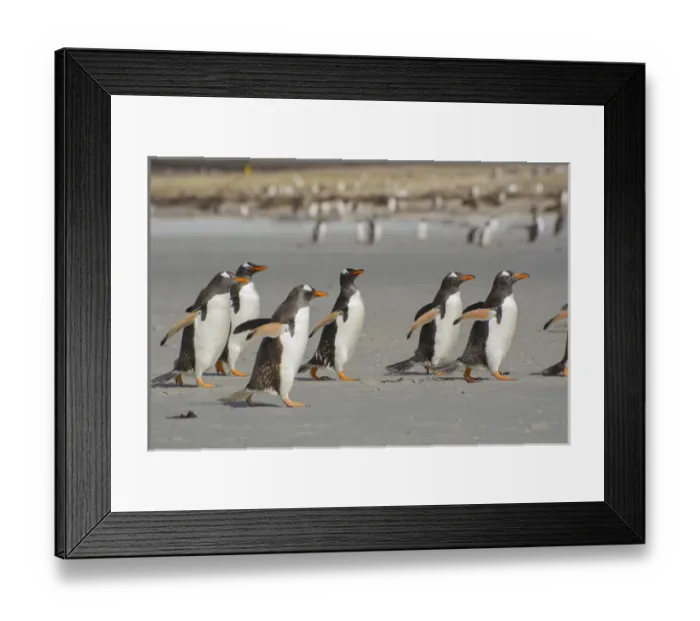 Framed Print : Falkland Islands. Saunders Island. A line of Gentoo penguins (Pygoscelis papua) walking Framed Print : Falkland Islands. Saunders Island. A line of Gentoo penguins (Pygoscelis papua) walking