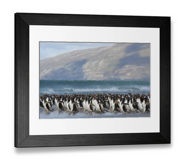 Framed Print : Falkland Islands. Saunders Island. Gentoo penguins (Pygoscelis papua) rushing into