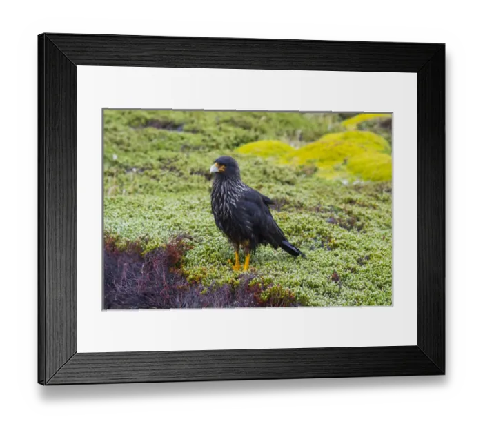 Framed Print : Falkland Islands. West Point Island. Striated caracara (Phalcoboenus australis)