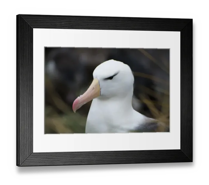 Framed Print : Falkland Islands. West Point Island. Black-browed albatross (Thalassarche melanophrys)