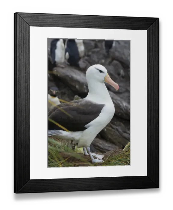 Framed Print : Falkland Islands. West Point Island. Black-browed albatross (Thalassarche melanophrys) Framed Print : Falkland Islands. West Point Island. Black-browed albatross (Thalassarche melanophrys)
