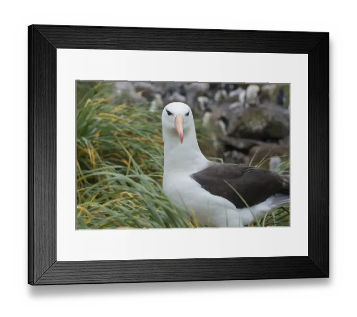 Framed Print : Falkland Islands. West Point Island. Black-browed albatross (Thalassarche melanophrys) Framed Print : Falkland Islands. West Point Island. Black-browed albatross (Thalassarche melanophrys)