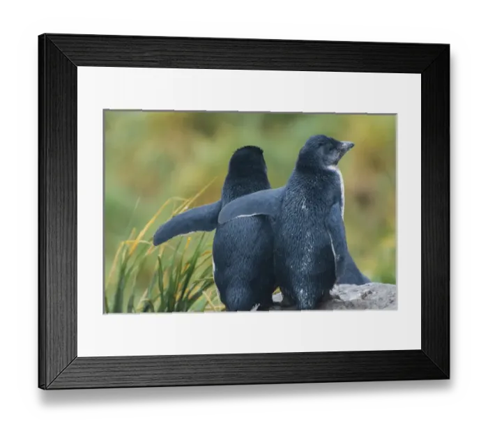 Framed Print : Falkland Islands. West Point Island Framed Print : Falkland Islands. West Point Island