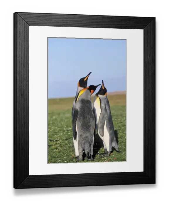 Framed Print : King Penguin (Aptenodytes patagonica) group near the colony at Volunteer Point