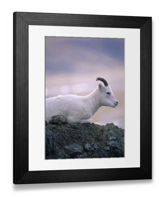 Framed Print : USA, Alaska, Dall Sheep, Ewe, Denali National Park Framed Print : USA, Alaska, Dall Sheep, Ewe, Denali National Park