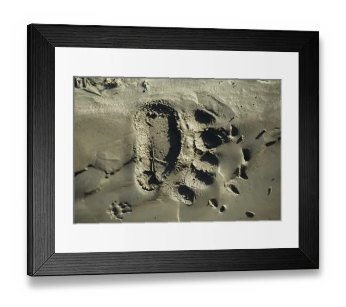 Framed Print : USA, Alaska, Grizzly Bear Tracks, Denali National Park Framed Print : USA, Alaska, Grizzly Bear Tracks, Denali National Park