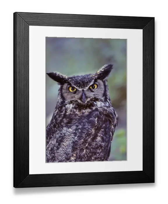 Framed Print : USA, Alaska, Great Horned Owl Framed Print : USA, Alaska, Great Horned Owl