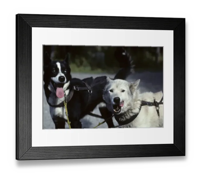 Framed Print : USA, Alaska, Sled Dogs, Dog Sledding, Denali National Park