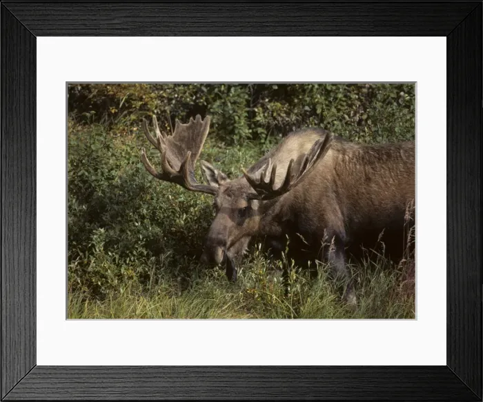 Framed Print : USA, Alaska, Bull Moose, Denali National Park