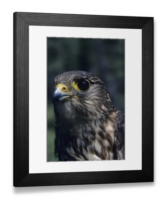 Framed Print : USA, Alaska, Merlin Falcon, Denali National Park