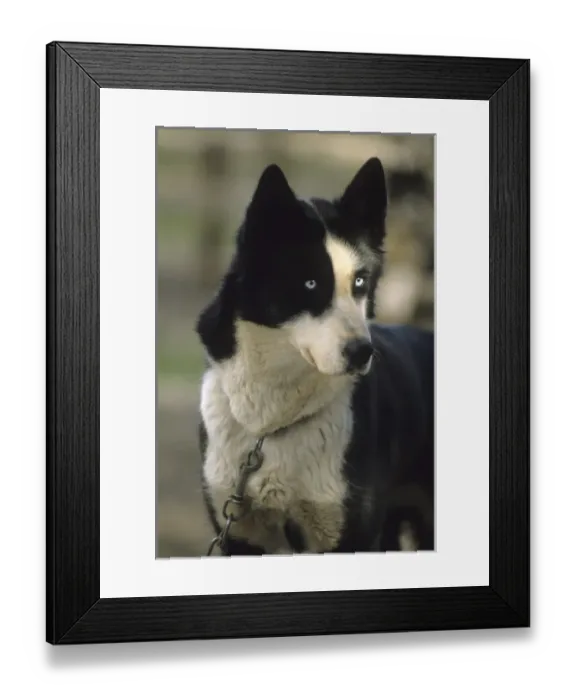 Framed Print : USA, Alaska, Sled Dog, Dog Sledding, Denali National Park Framed Print : USA, Alaska, Sled Dog, Dog Sledding, Denali National Park